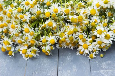 Gri ahşap arka planda papatya çayı. Beyaz küçük papatya çiçekleri, kullanışlı bitki.