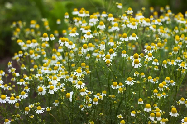 Blühende Kamille Garten Weiße Kleine Kamillenblüten Hintergrund — Stockfoto