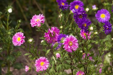Colorful summer asters bloom in the garden. Pink and purple flowers, background
