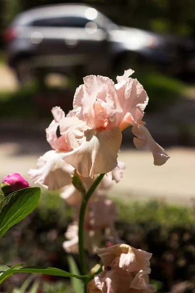 Magnifique Iris Rose Pêche Une Grande Fleur Été Dans Lit — Photo