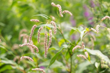 Persicaria hydropiper (su biberi) - Polygonaceae ailesinden tıbbi bitki. Nehir kenarında soluk pembe çiçekli bir bitki açar.