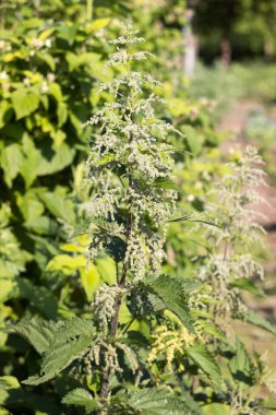 Bahçede çiçek açan ısırgan otu (Urtica dioica). İlaç iğnesi bitkisi.
