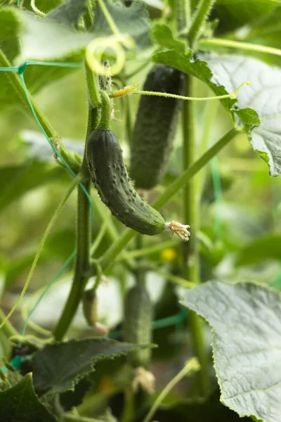 A small cucumber hanging on a plant, growing vegetables in the garden. Agriculture