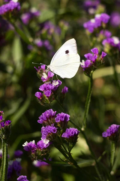 White Butterfly Pieris Brassicae Collects Nectar Lilac Flower Statice Limonium — Fotografia de Stock