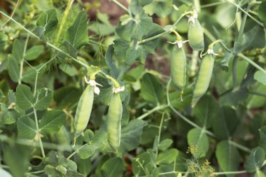Green peas in pods grow in the garden. Growing vegetables, background