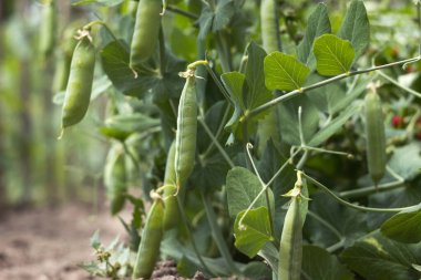Green peas in pods grow in the garden. Growing vegetables, background