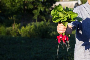 A male farmer holds a bunch of ripe radishes in his hands, growing vegetables in the garden