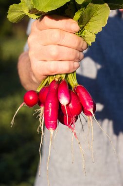 A male farmer holds a bunch of ripe radishes in his hands, growing vegetables in the garden