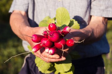 A male farmer holds a bunch of ripe radishes in his hands, growing vegetables in the garden