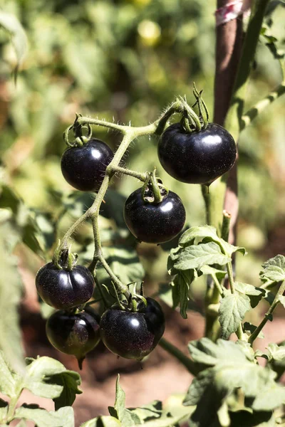 Ripe black tomatoes hang on a branch of a tomato plant. Growing vegetables