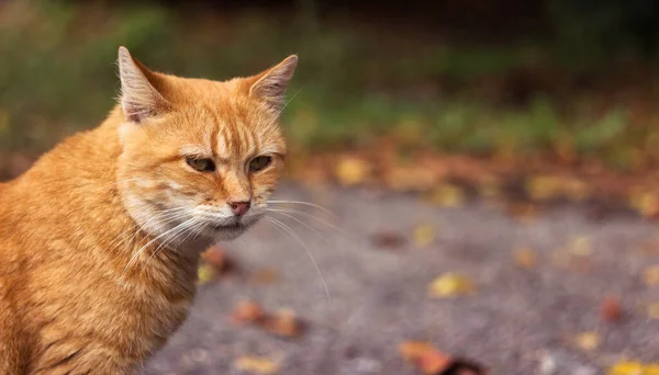 Homeless Red Cat Sits Background Autumn Leaves Place Text — Stok fotoğraf