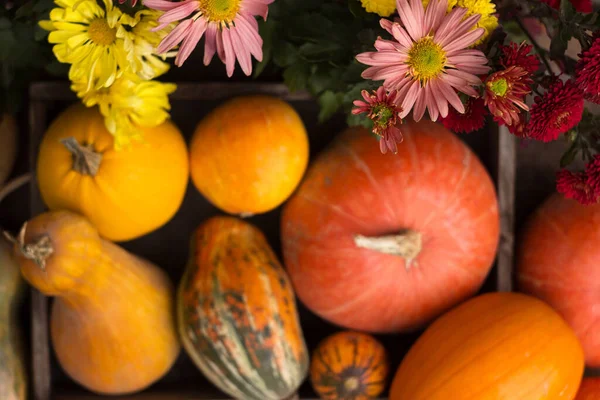 Sfondo Zucca Offuscata Molte Zucche Mature Forme Diverse Verdure Autunnali — Foto Stock