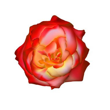 turuncu gül beyaz izole. daha benim portföy görmek