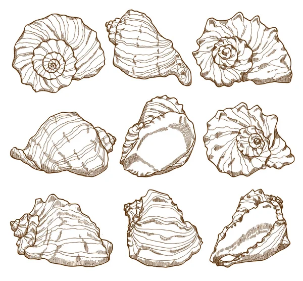 Hand drawing seashell set — Stock Vector