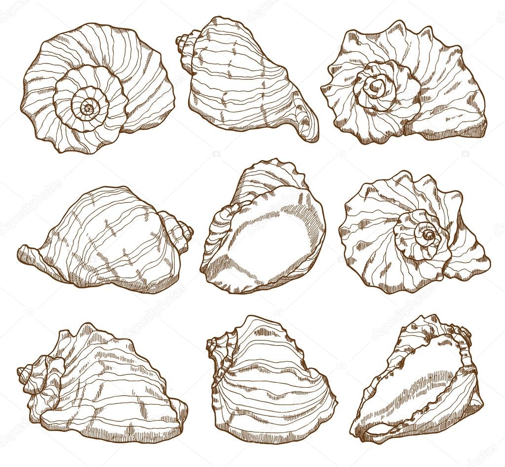 Hand drawing seashell set