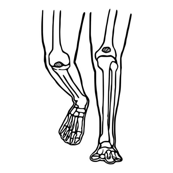 Handgezeichnete Ikone Menschlicher Beine Anatomische Struktur Der Knie Und Sprunggelenke — Stockvektor