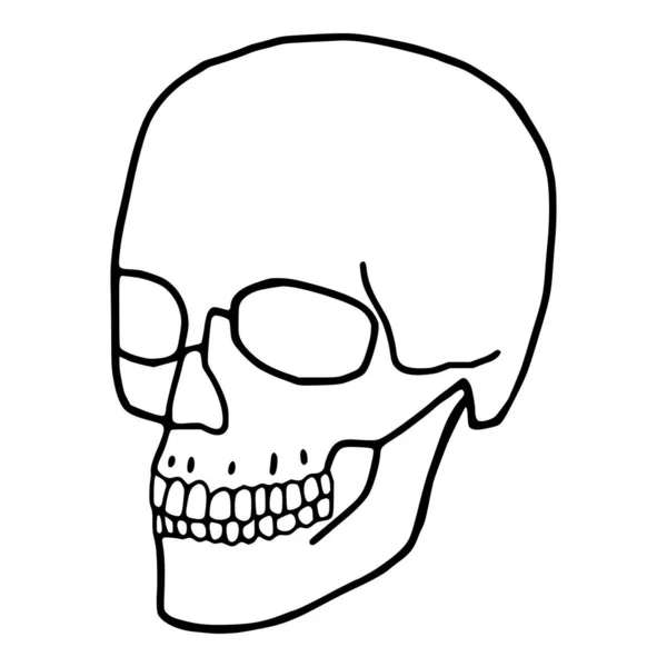 Menselijke Schedel Omtrek Icoon Cranium Doodle Kunst Witte Achtergrond — Stockvector