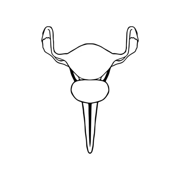 Uterus Doodle Vector Ilustración Icono Línea Órgano Interno Femenino Aislado — Archivo Imágenes Vectoriales