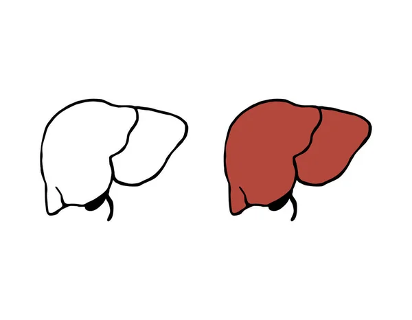 Hígado Doodle Vector Ilustración Órgano Interno Humano Estilo Dibujado Mano — Vector de stock