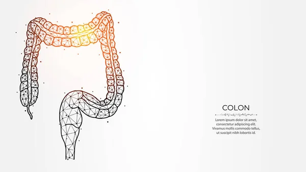 Açık arkaplandaki kalın bağırsağın soyut çokgen vektör çizimi. Sindirim sistemi, iç organ düşük polimer tasarımı. Tıbbi afiş, şablon veya arkaplan.