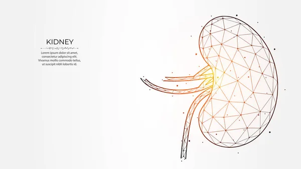 Abstract Polygonal Vector Illustration Human Kidneys Light Background Internal Organ — Vector de stock