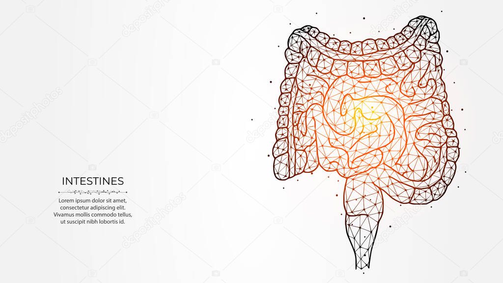 Abstraction polygonal vector illustration of the intestines on a light background. Digestive system, internal organ low poly design. Medical banner, template or background.