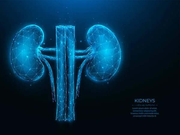 Ilustração Vetorial Poligonal Rins Humanos Sobre Fundo Azul Escuro Órgãos — Vetor de Stock