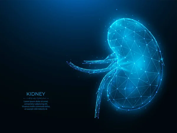 Polygonal Vector Illustration Human Kidney Dark Blue Background Internal Organ — 스톡 벡터