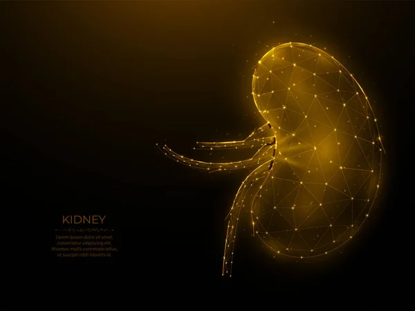 Polygonal Vector Illustration Human Kidney Dark Background Internal Organ Low — Vector de stock