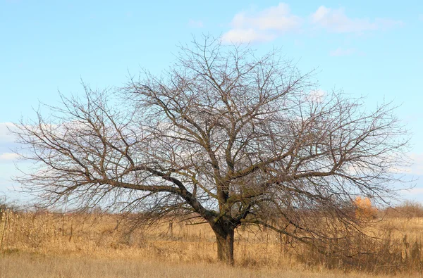 Der Kirschbaum. — Stockfoto
