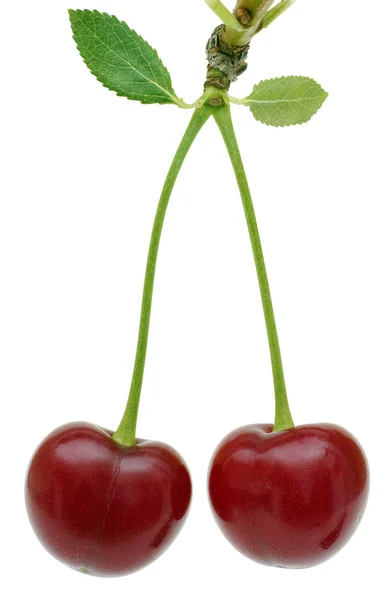 Two cherry fruit on white. — Stock Photo, Image