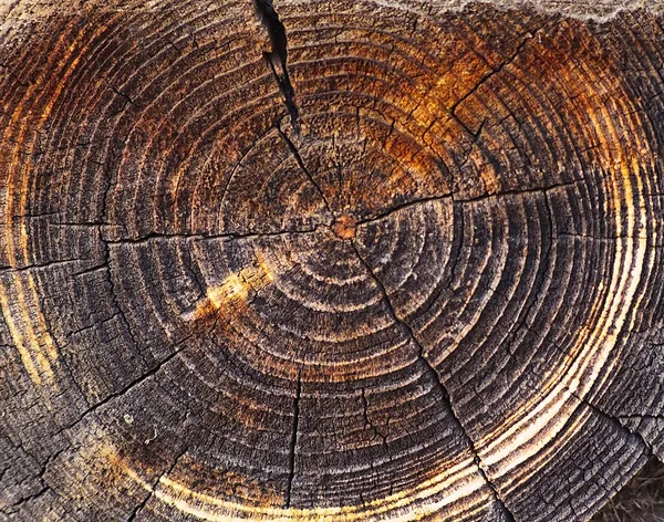 Madeira velha log textura — Fotografia de Stock