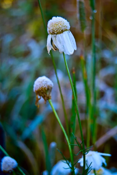 Fleur de roue de marguerite avec givre — Photo
