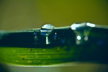 çimenlerin üzerinde çiylira turca