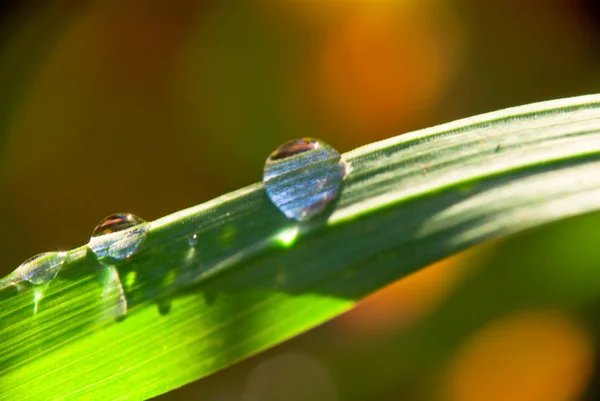 Dew on grass — Stock Photo, Image