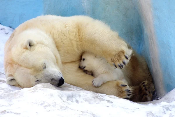 Urso polar branco com urso pequeno jaz em uma bandeja de gelo — Fotografia de Stock