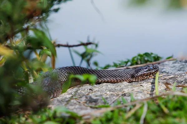 Kuzey su yılanı (Nerodia sipedonu) — Stok fotoğraf