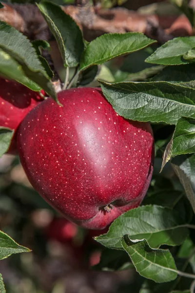 Rött äpple på träd — Stockfoto