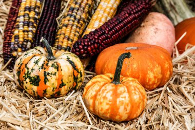 kabaklar dekorasyon mix