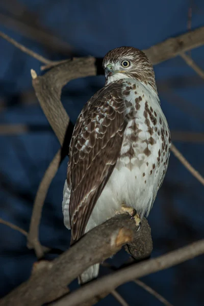 Röd - tailed hök — Stockfoto