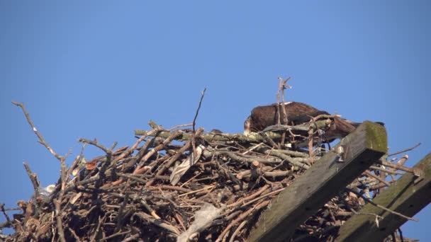 Das Fischadlerweibchen Mit Fischadlerbaby Nest — Stockvideo