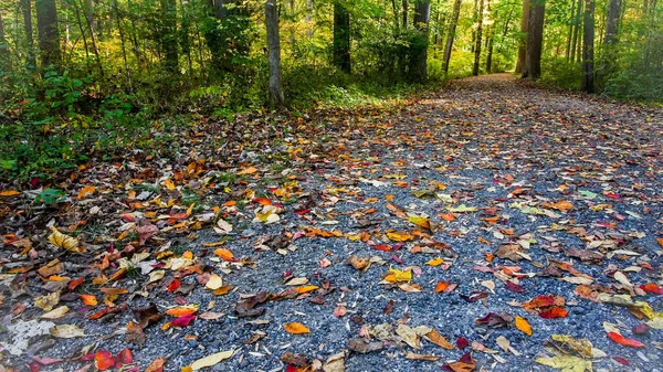 Walkway Park Colored Leaves Copy Space Royalty Free Stock Images