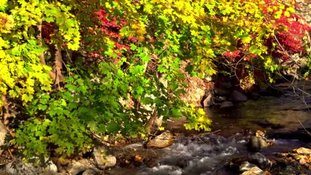 Outono Folhas Coloridas Perto Pequena Corrente Água — Vídeo de Stock