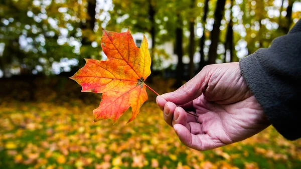 Hand Innehav Färgglada Höstlöv Utomhus — Stockfoto