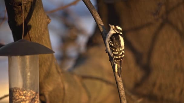 Female Downy Woodpecker Next Bird Feeder — ストック動画
