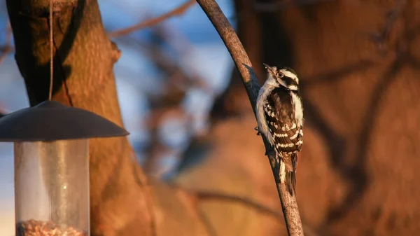 Downy Woodpecker Sitting Tree Branch Next Bird Feeder — Foto de Stock