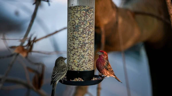 House Finch Haemaorhous Mexicanus House Sparrow食べる鳥の食べ物屋外から鳥フィーダー付き — ストック写真
