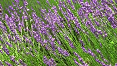 Bal arılı lavanta çiçekleri