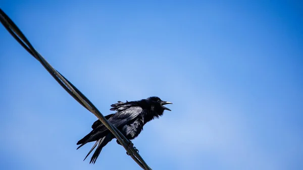 Corbeau Noir Assis Sur Fil Électrique Avec Ciel Bleu Derrière — Photo