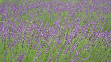 Lavanta çiçekleri yazın bal arılarıyla kapanıyor.